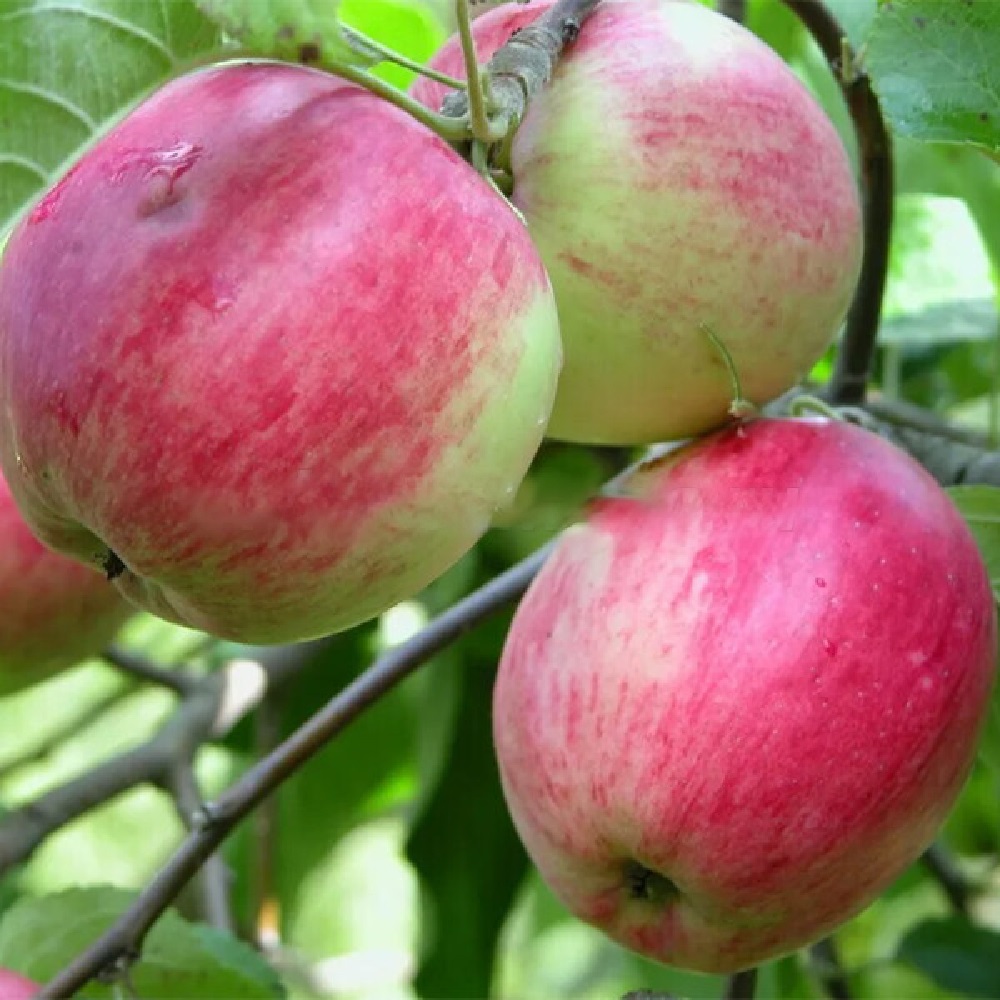 Яблоня Афродита 1шт