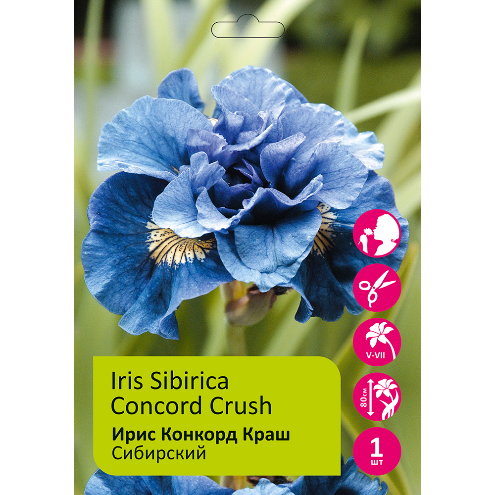 Ирис Конкорд Краш сибирский  1шт /Iris Sibirica Concord Crush