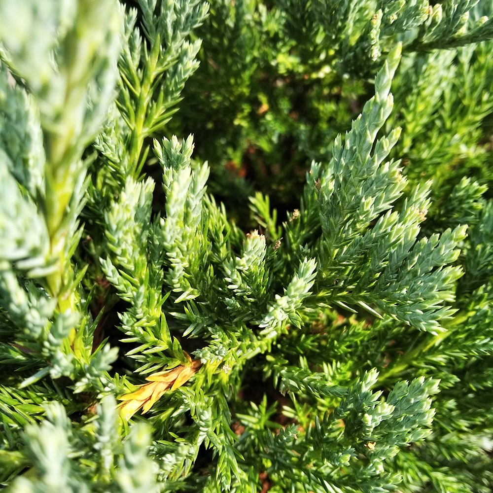 Можжевельник горизонтальный Блу Чип в горшке 7,5л (высота 40-50см) 1шт/ Juniperus horizontalis Blue Chip