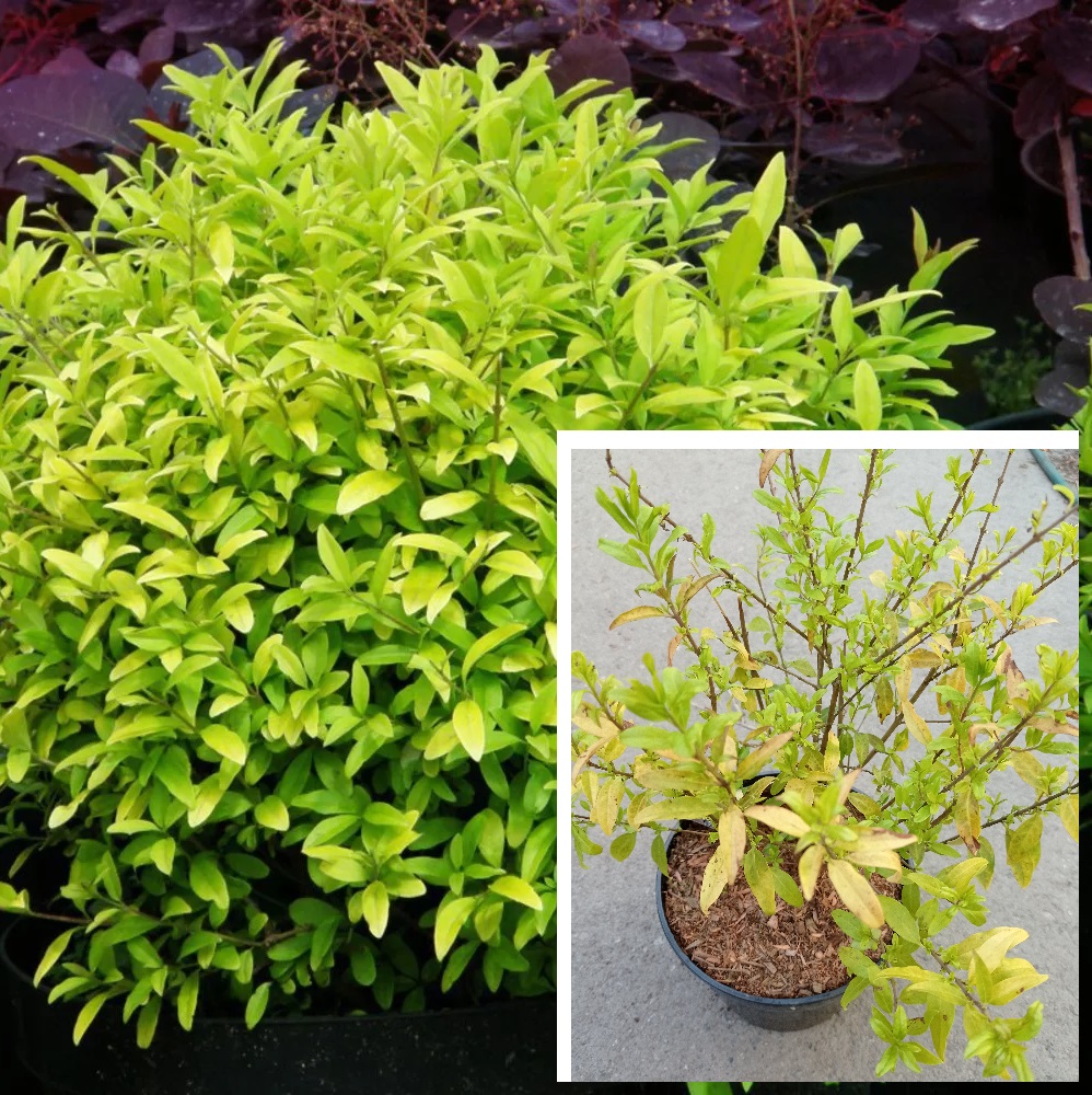 Бирючина обыкновенная Ауреум С5 1шт