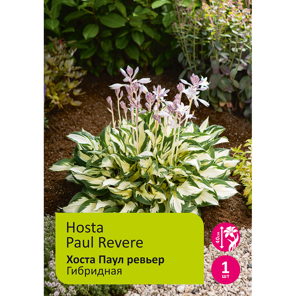Хоста Паул Ревьер 1шт/Hosta Paul Revere