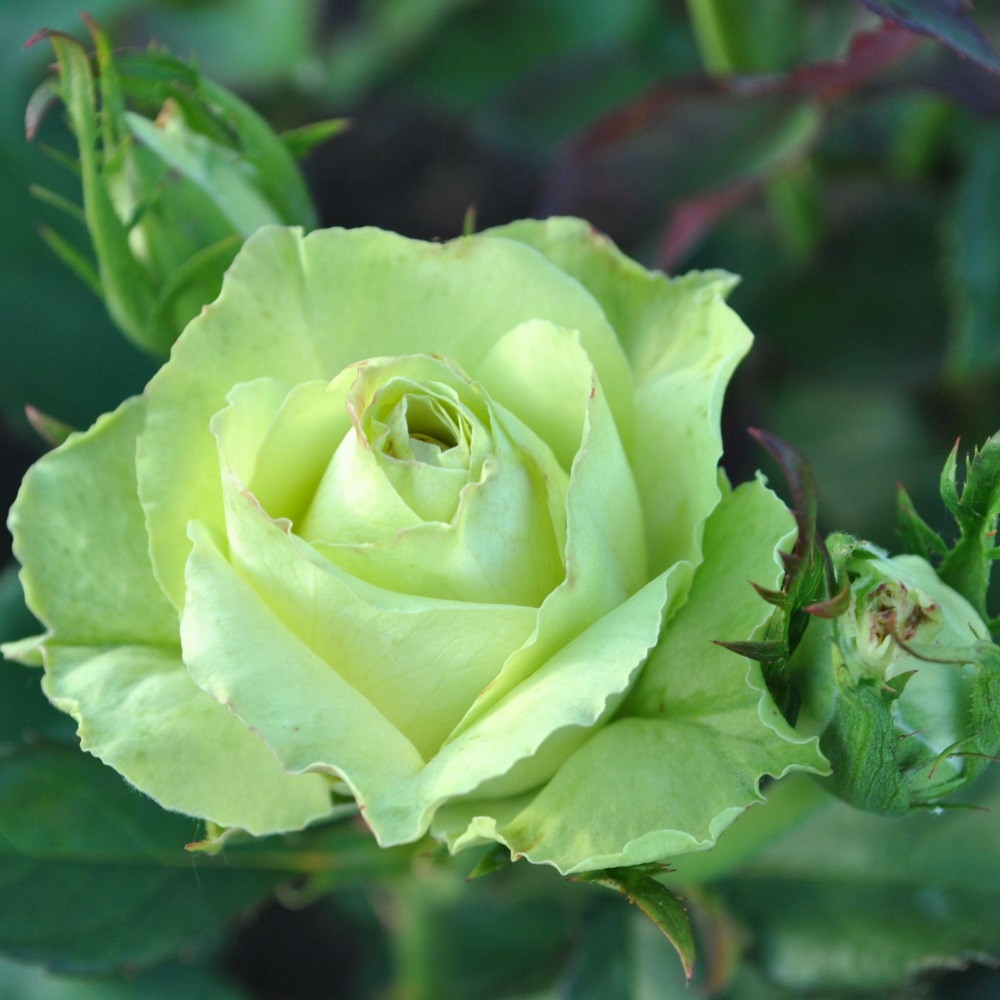 Роза Грин Ти чайно-гибридная 1шт. /12