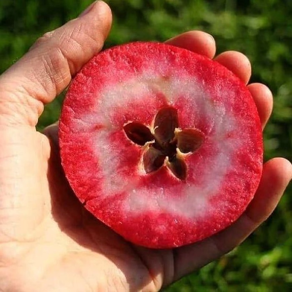 Яблоня красномякотная Редлав Одиссо (подвой 54-118 полукарликовый) (в сетке) 1шт