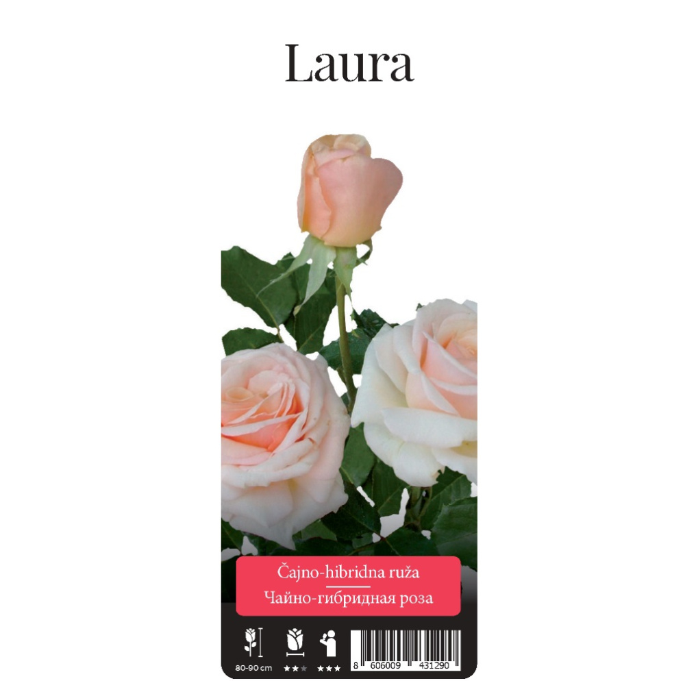Роза Лаура чайно-гибридная 1шт. / Laura  / 20
