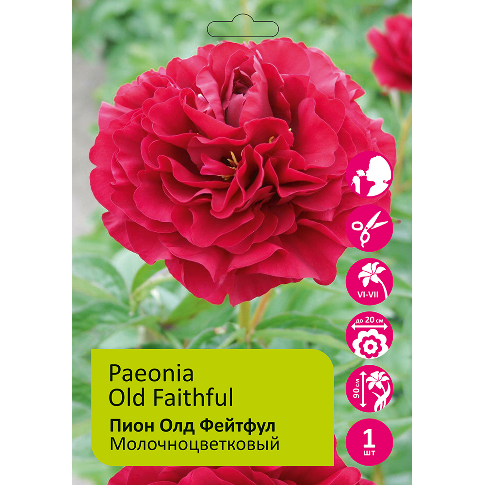 Пион молочноцветковый Олд Фейтфул 1шт 2/3 /Old Faithful (Lao zong cheng/Лао Цзун Чэн)