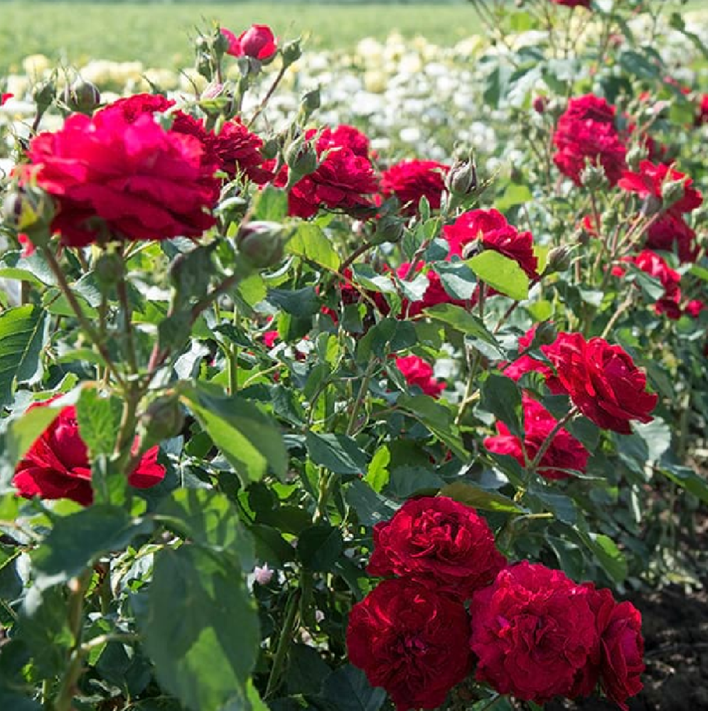 Роза Кронборг флорибунда 1 шт/Kronborg/ 20