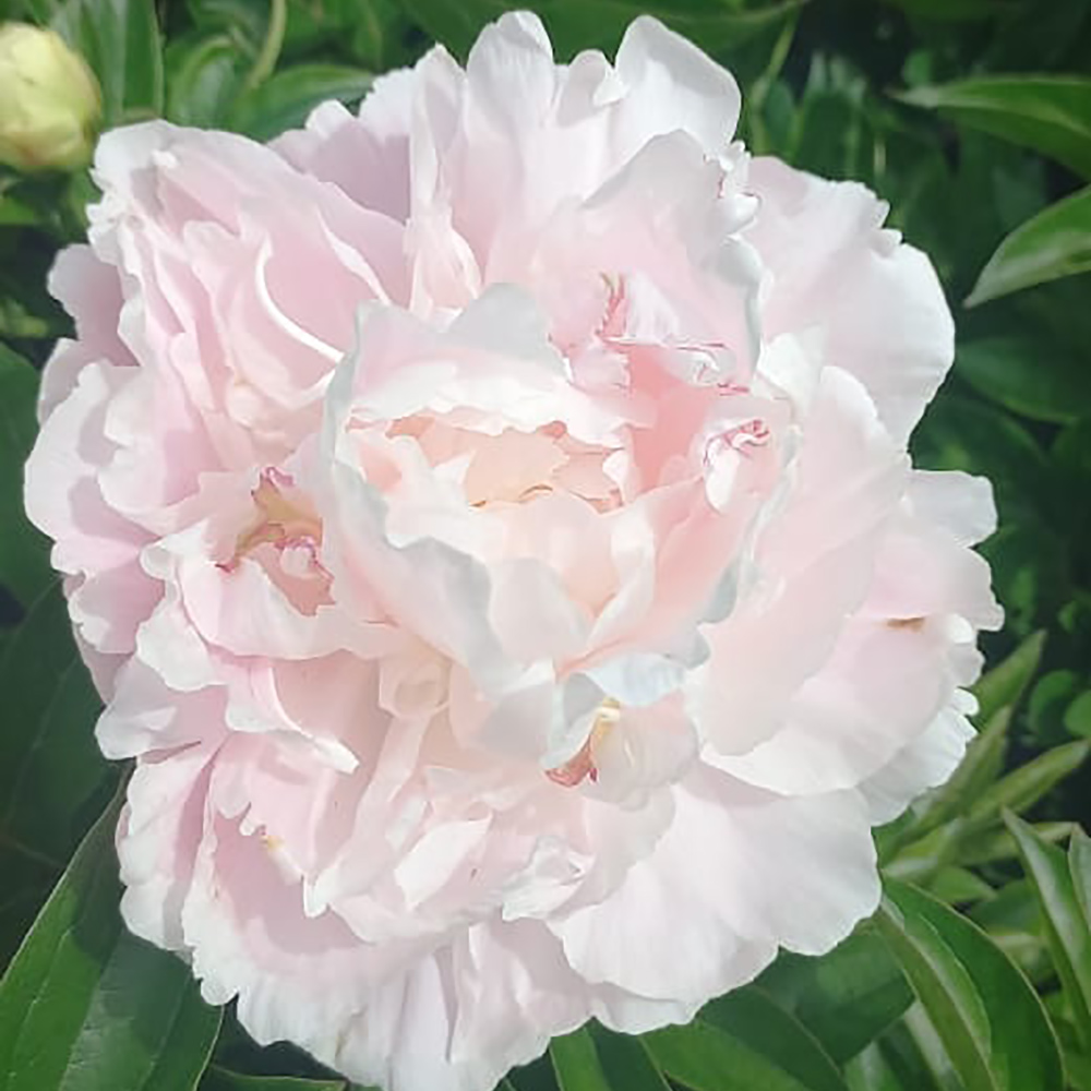 Пион молочноцветковый Корин Версан 1шт 2/3 /Paeonia Corinne Wersan