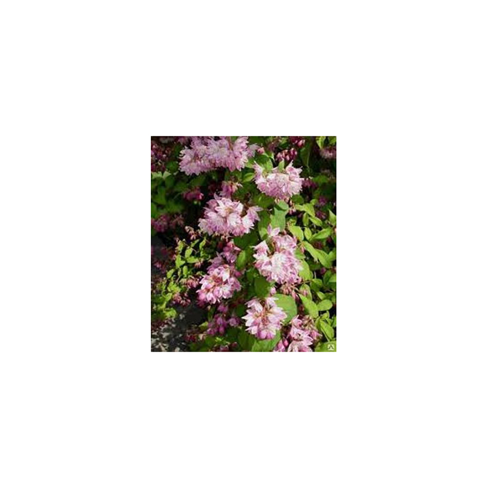 Дейция гибридная Мэджишн С2  шт /Deutzia hybrida Magicien