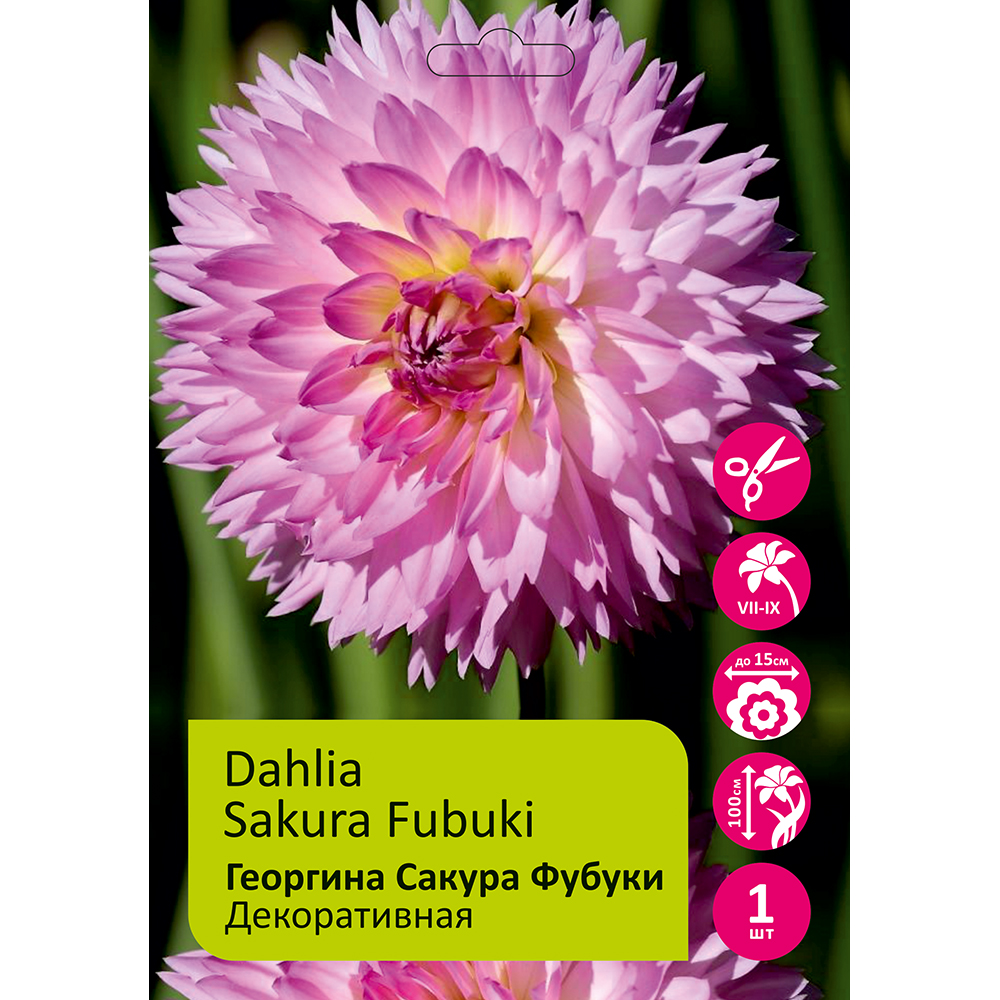 Георгина Сакура Фубуки 1шт/ Dahlia Sakura Fubuki