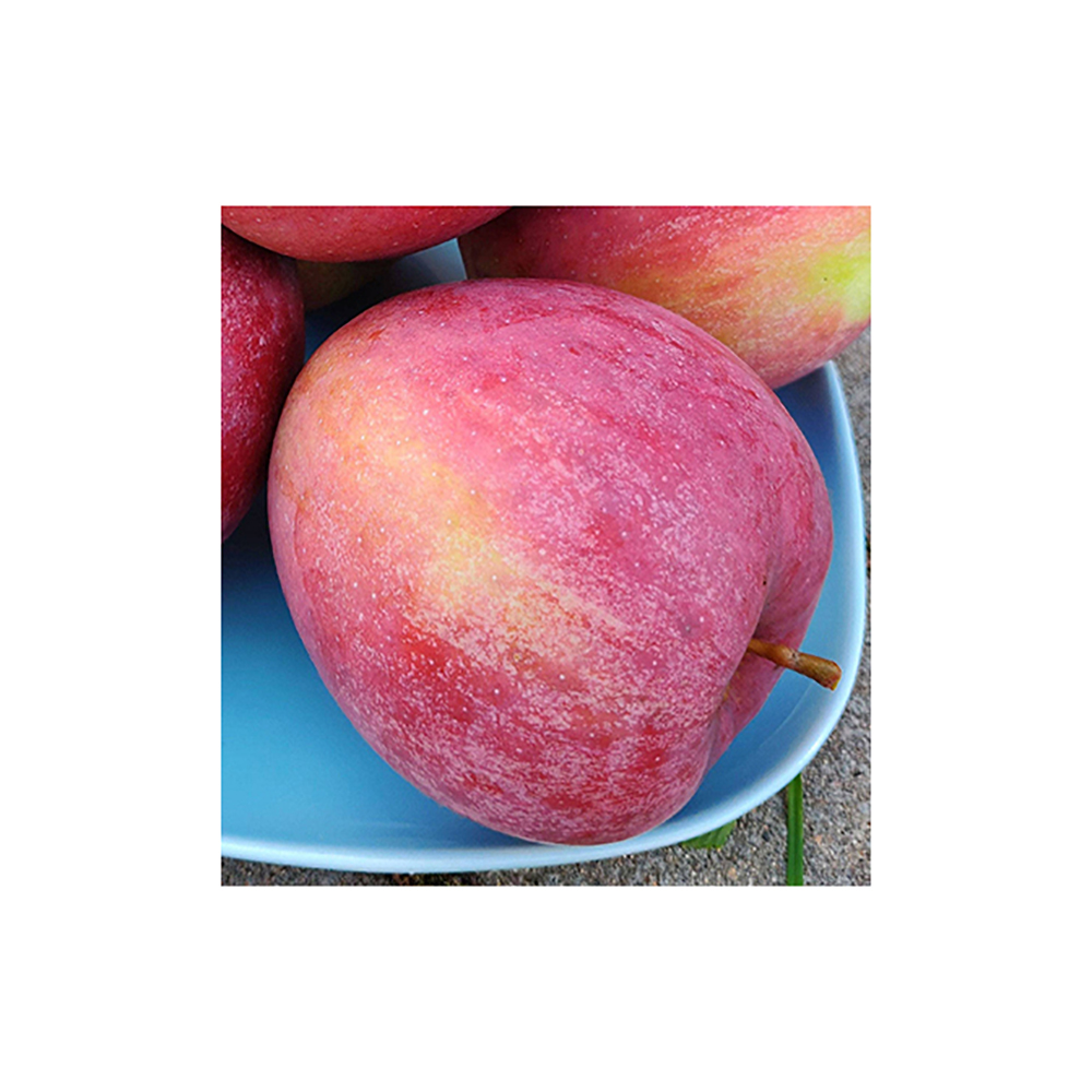 Яблоня Память Ульянищева (подвой семенной) (в сетке) 1шт