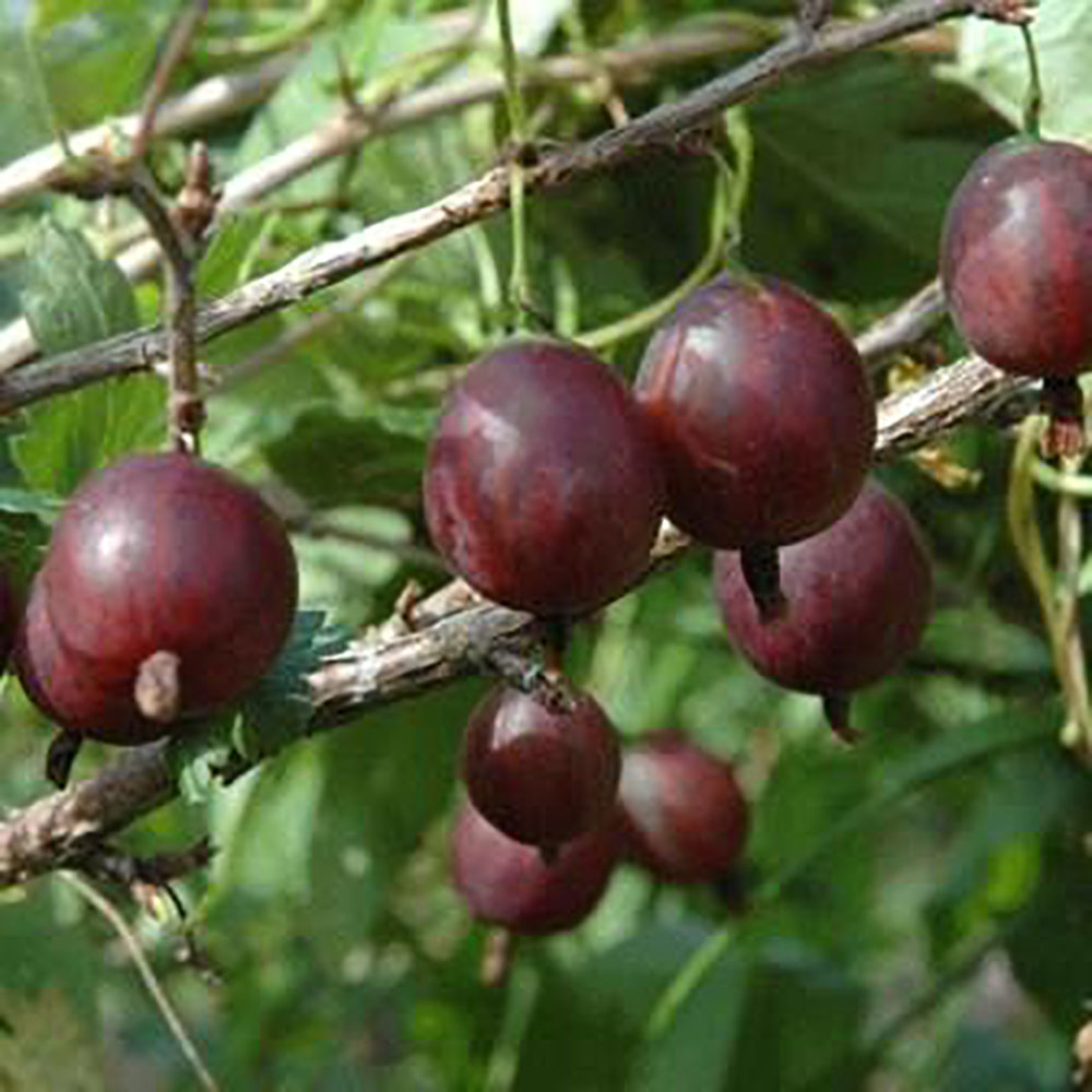 Крыжовник Хиннонмаен пунайнен   1шт