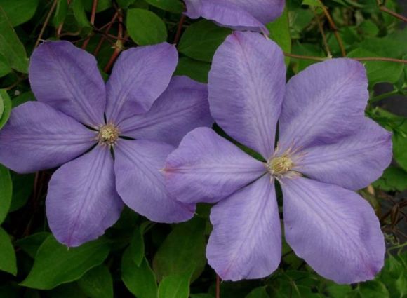 Клематис Миссис Челмондели 1шт гр.обрезки 2/ Clematis Mrs Cholmondeley