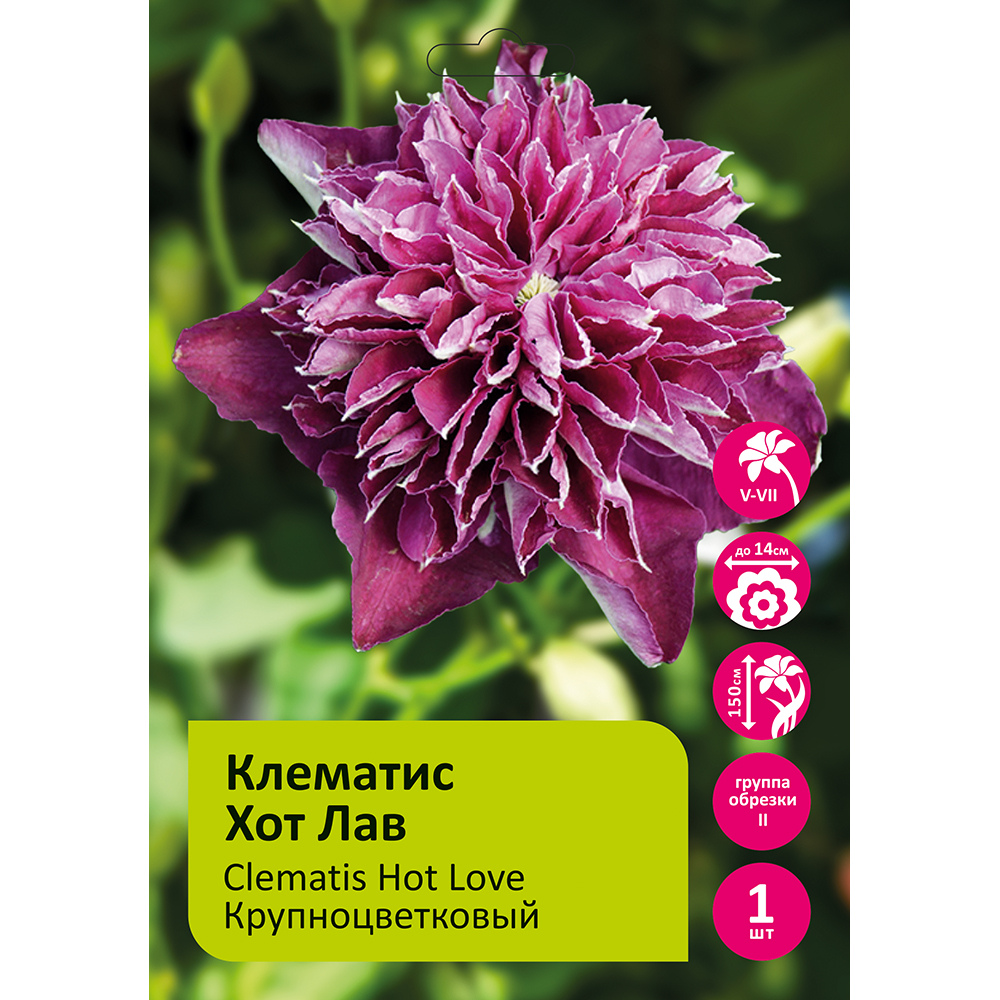 Клематис Хот Лав 1шт гр.обрезки 2 / Clematis Hot Love 