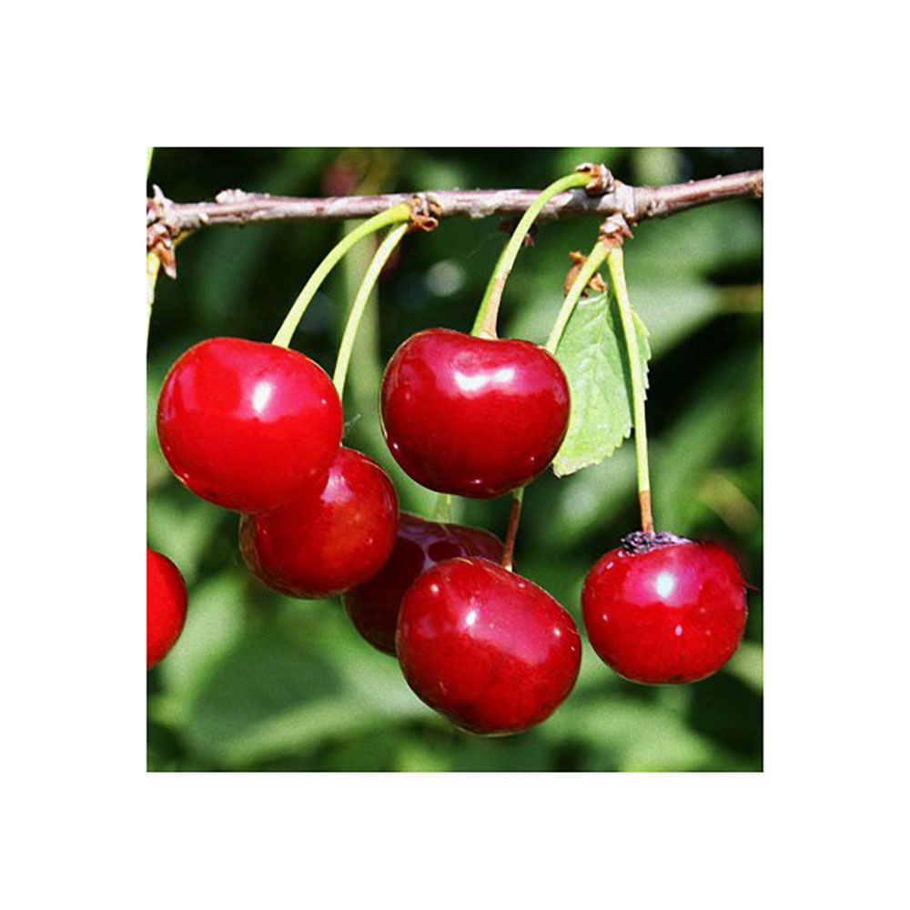 Вишня Заранка (подвой клоновый, Измайловский) (в сетке) 1шт