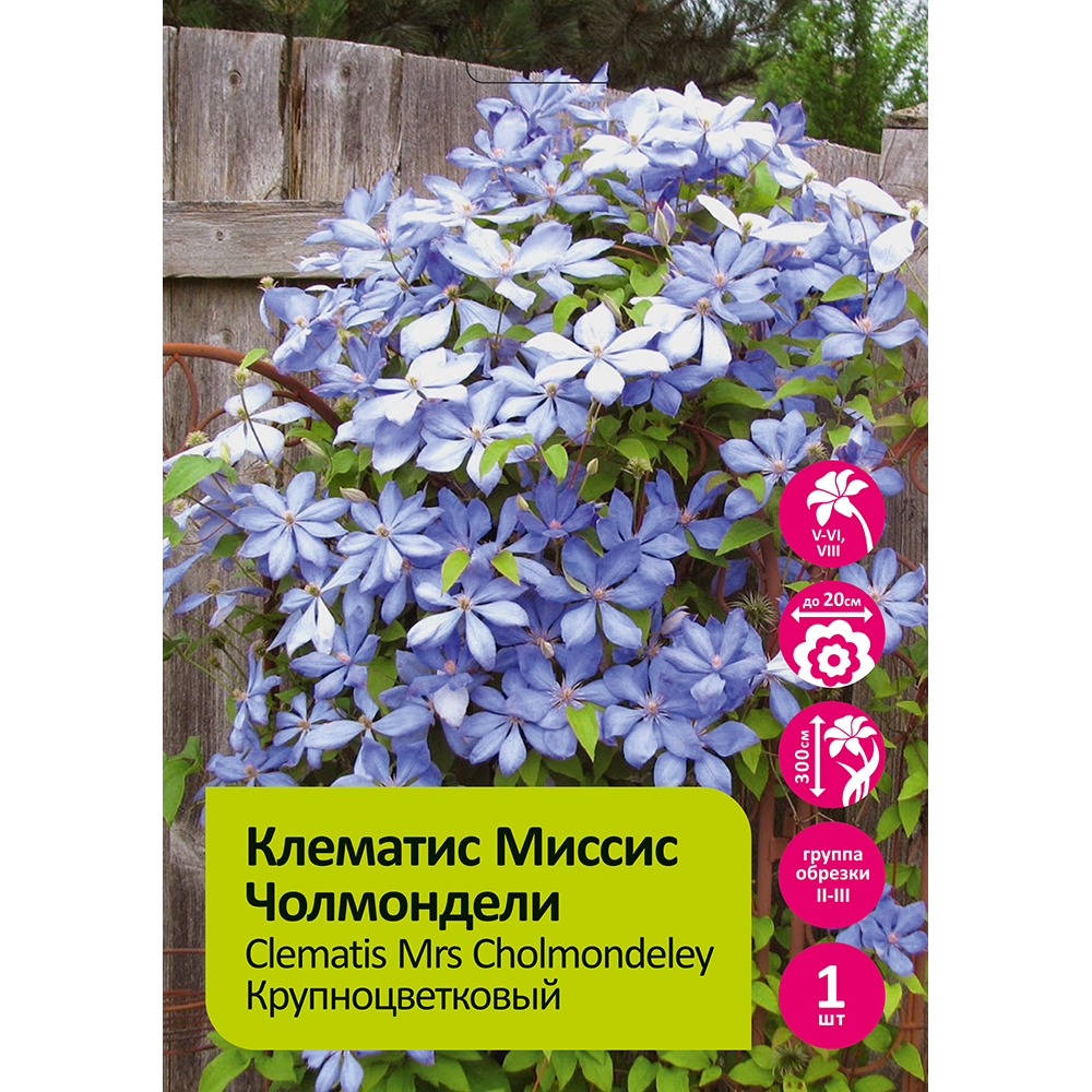 Клематис Миссис Челмондели 1шт гр.обрезки 2/ Clematis Mrs Cholmondeley