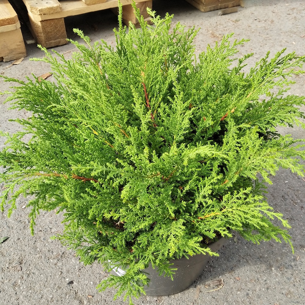 Микробиота перекрестнопарная Фуз Бол в горшке 7,5л (высота 30-40)1шт/Microbiota decussata Fuzz Ball