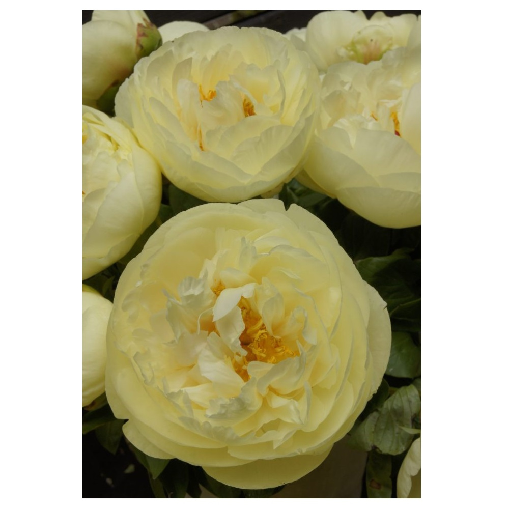 Пион молочноцветковый Лемон Шиффон 1шт 2/3 /Lemon Chiffon (Ning meng xue fang/Нин Мэн Сюэ Фан)