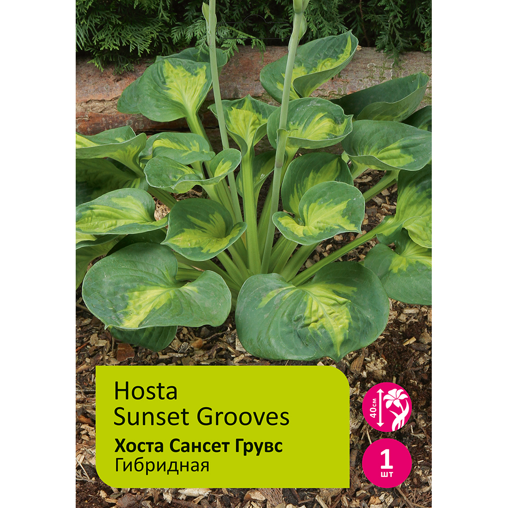 Хоста Сансет Грувс 1шт I/Hosta Sunset Grooves