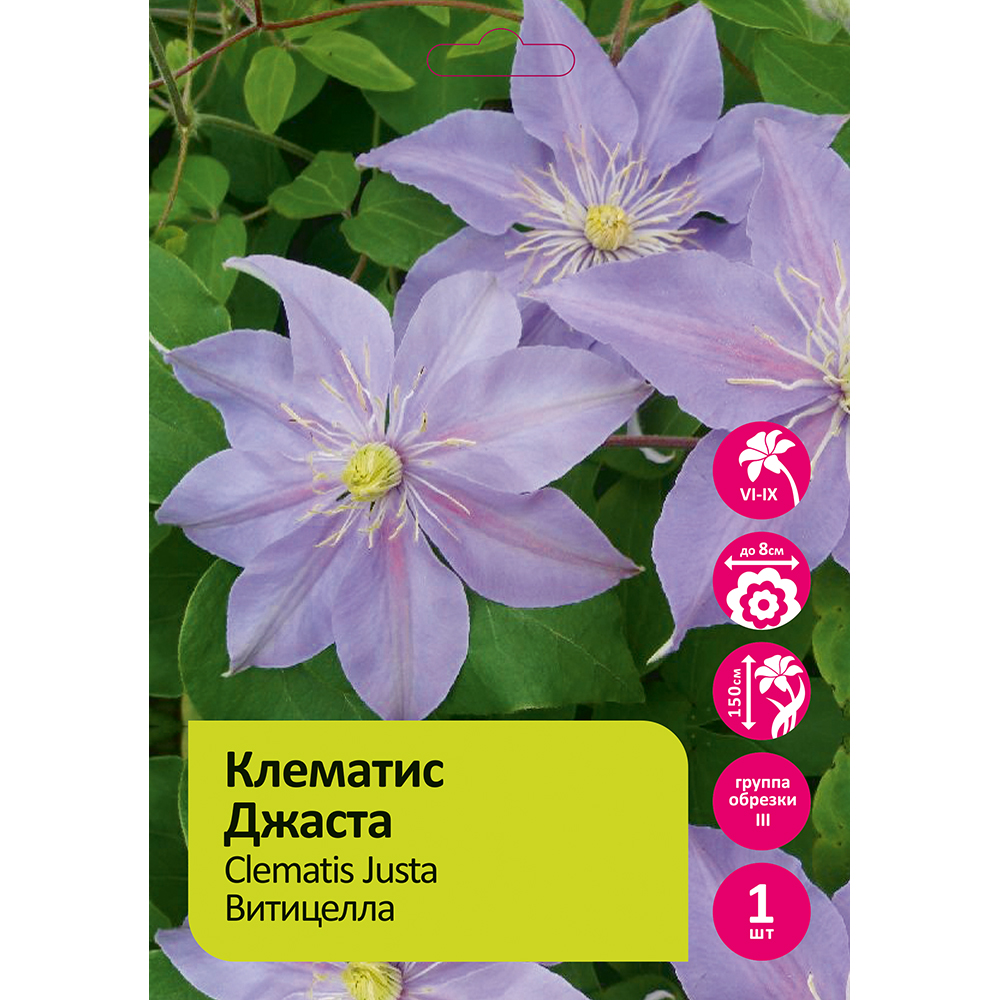 Клематис Джаста 1шт гр.обрезки 3 / Clematis Justa