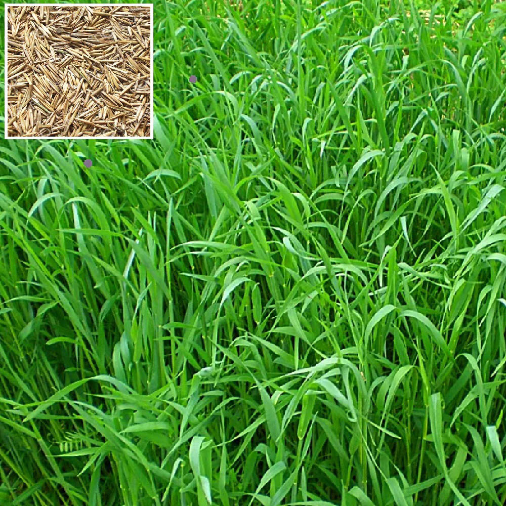 Райграс пастбищный 6 кг/1