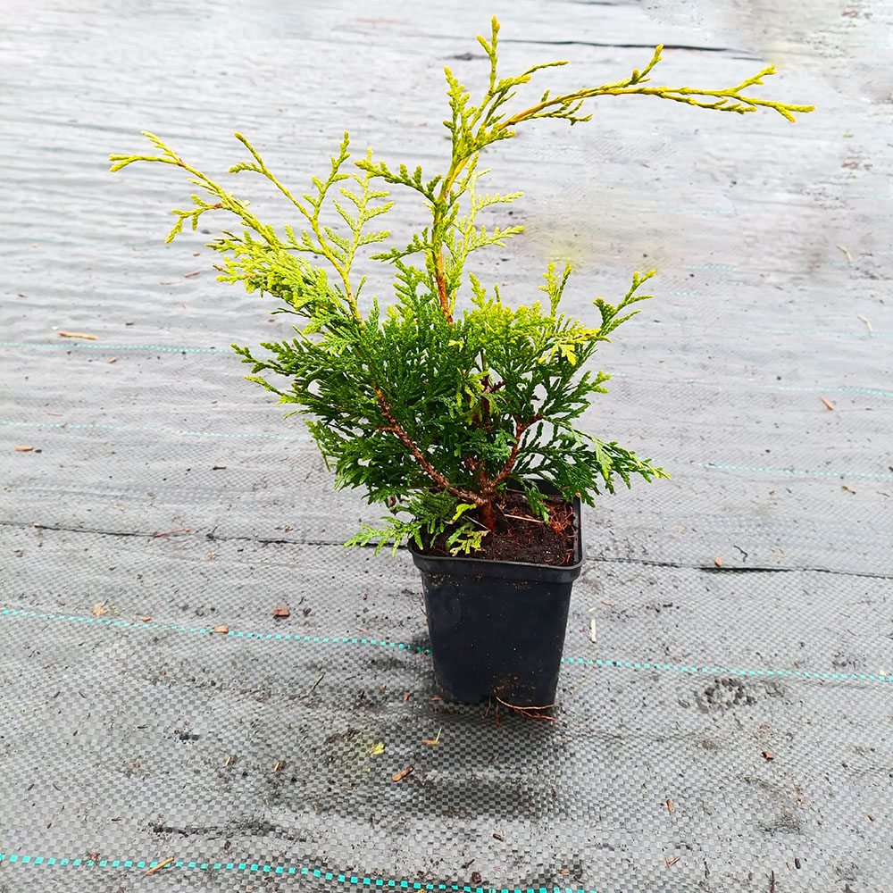 Туя западная Брабант Р9 1шт / Thuja occidentalis Brabant