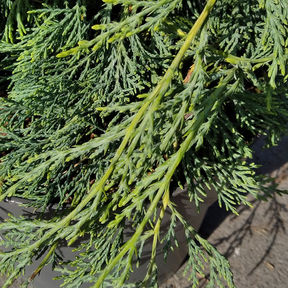 Можжевельник виргинский Грей Оул в горшке 7,5л (высота 40-50см) 1шт/ Juniperus virginiana Grey Owl