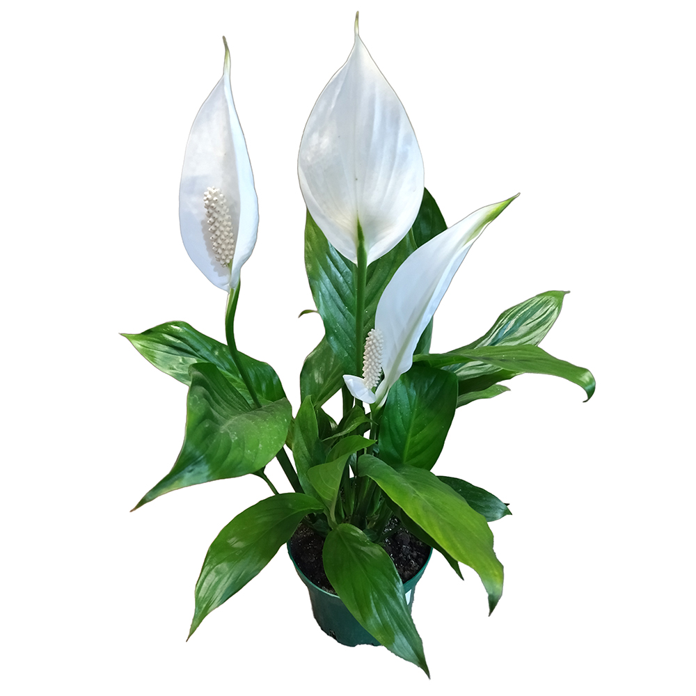 Спатифиллум в горшке диаметром 15см/ 1шт