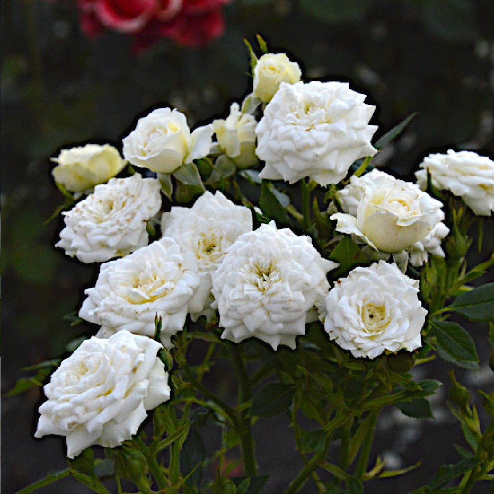 Роза Вайт Джем миниатюрная 1шт./White Gem /20