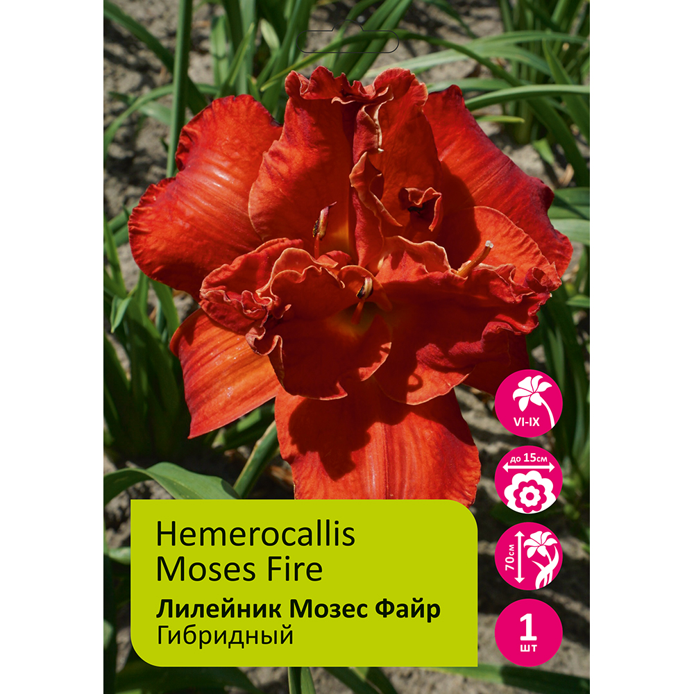 Лилейник Мозес Файр 1шт/Hemerocallis Moses Fire