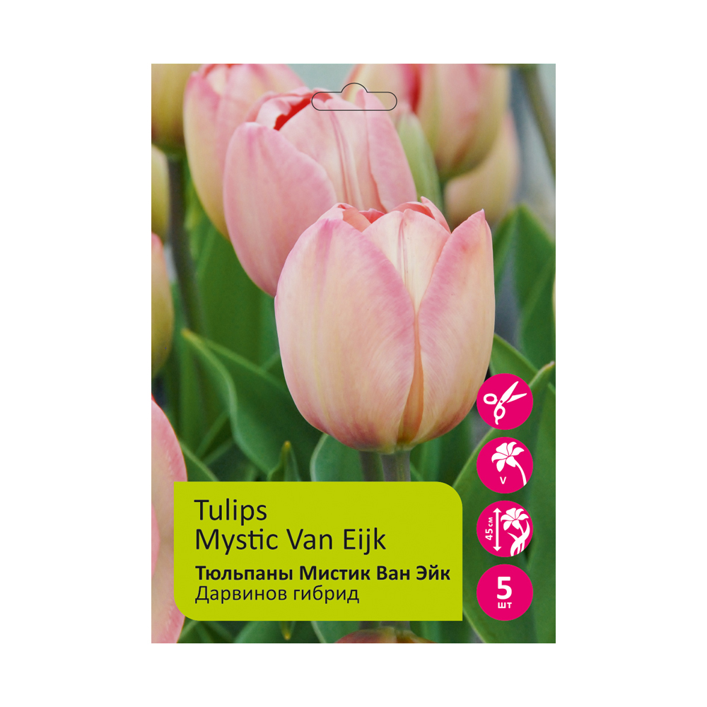 Тюльпаны Мистик Ван Эйк 5шт, Дарвиновы гибриды 11/12/ Tulips Mystic Van Eijk