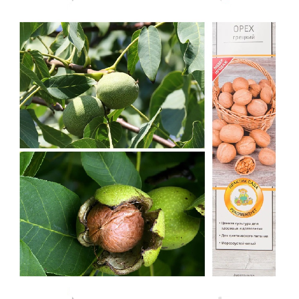 Орех грецкий Региа 1шт