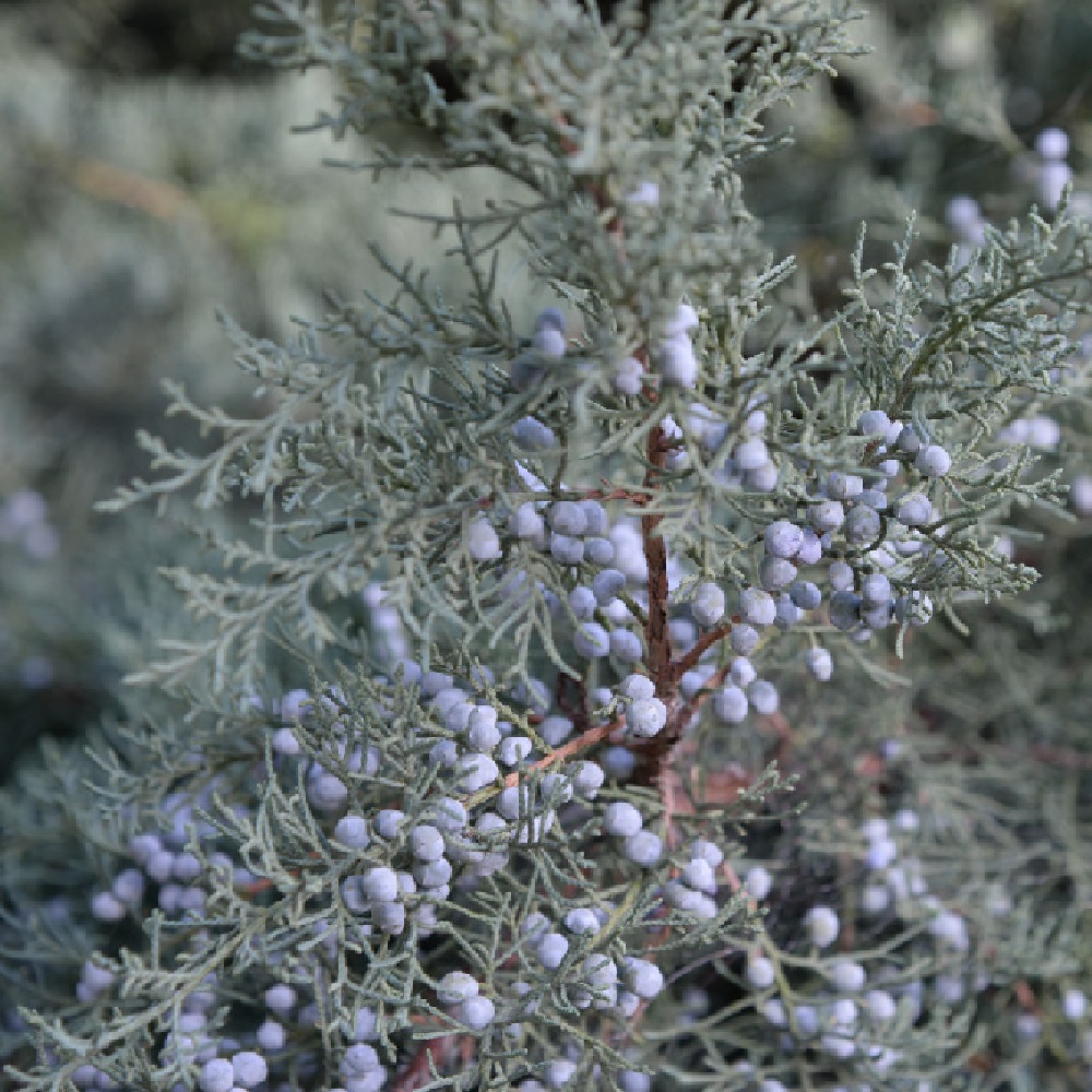 Можжевельник казацкий Блю Спаркл  С2  1шт/ Juniperus sabina Blue Sparkle 