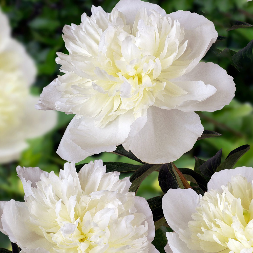 Пион молочноцветковый Дюшес Де Немурс 1шт 2/3/Duchesse de Nemours(Gong jue fu ren/Гун Цзюэ Фу Рэнь)