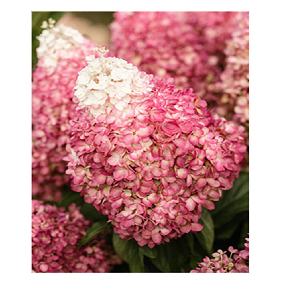 Гортензия метельчатая Ред Вельвет 1шт