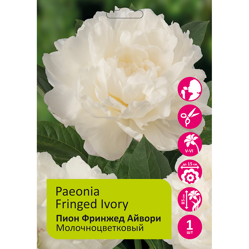 Пион молочноцветковый Фринжед Айвори 1шт /Paeonia Fringed Ivory