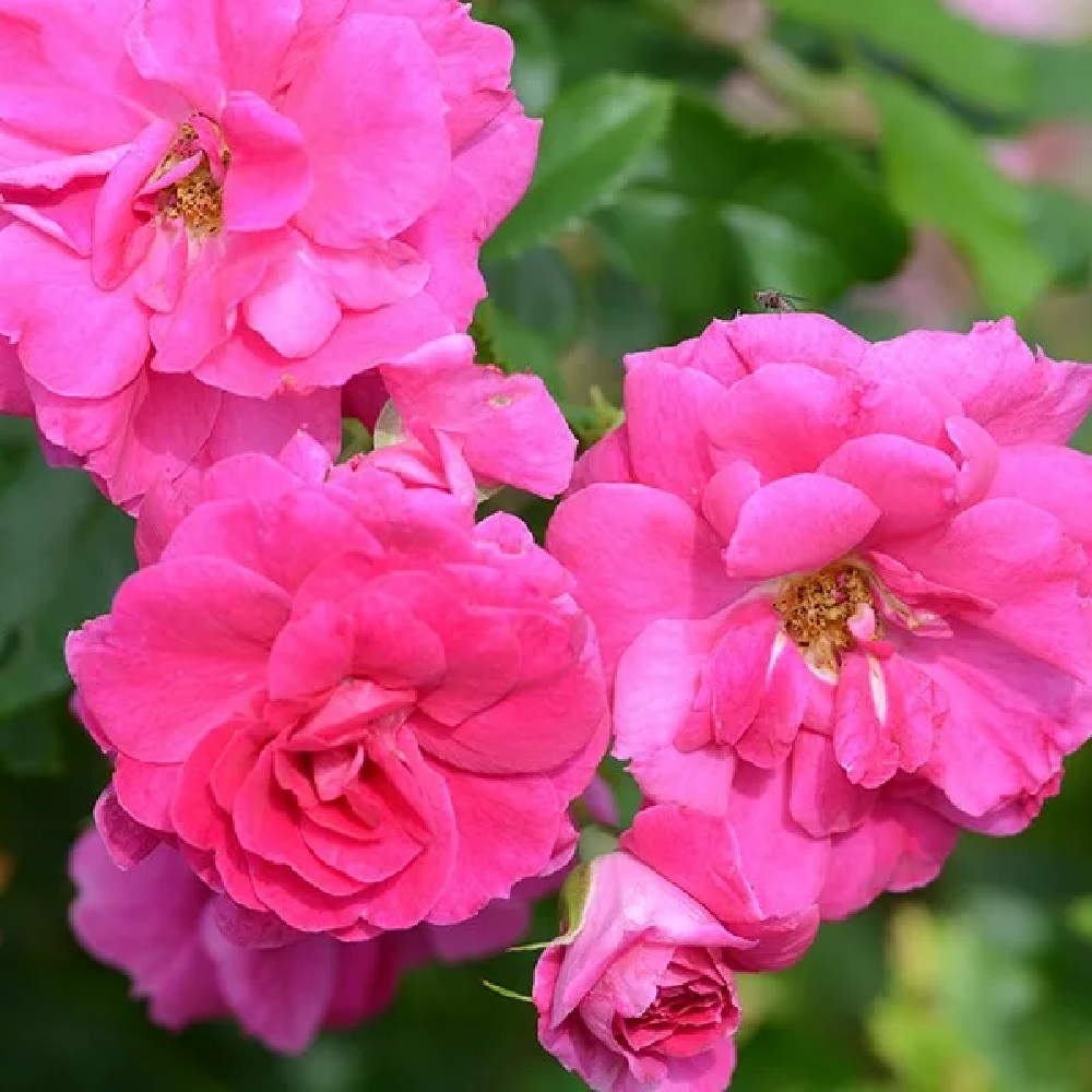 Роза Капитан Самуэль Холланд канадская полуплетистая 1шт