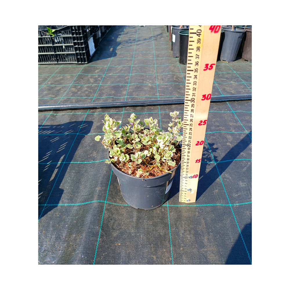 Глехома(Будра) плющевидная Вариегатная С2 1шт/Glechoma hederacea Variegata