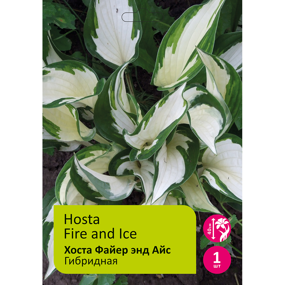 Хоста Файер Энд Айс гибридная 1шт /Hosta Fire and Ice