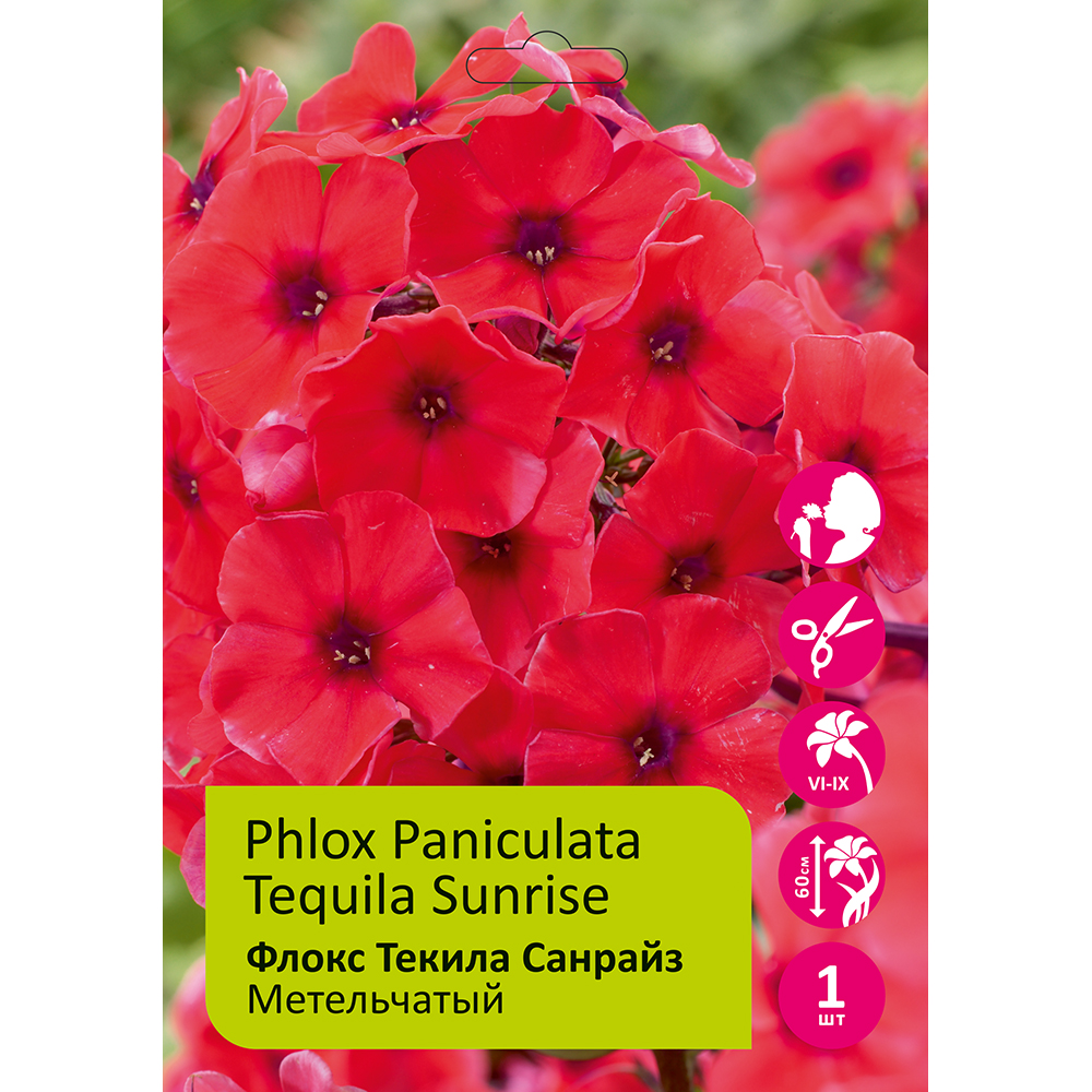 Флокс Текила Санрайз 1шт метельчатый /Phlox paniculata Tequille Sunrise