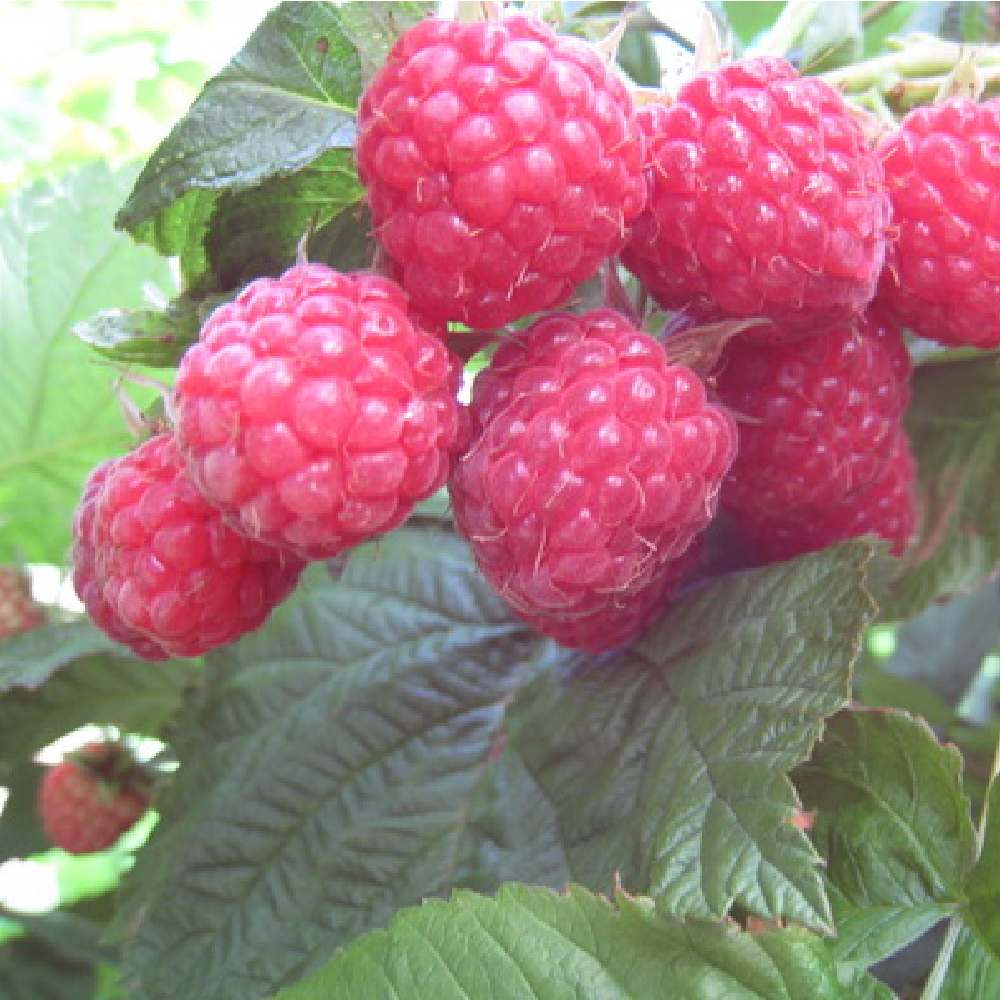 Малина ремонтантная Пингвин 1шт 