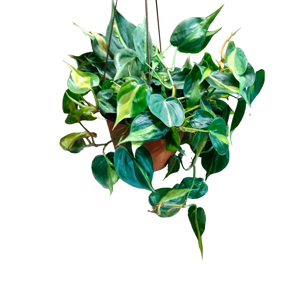 Филодендрон в подвесном кашпо 3,5л/ 1шт