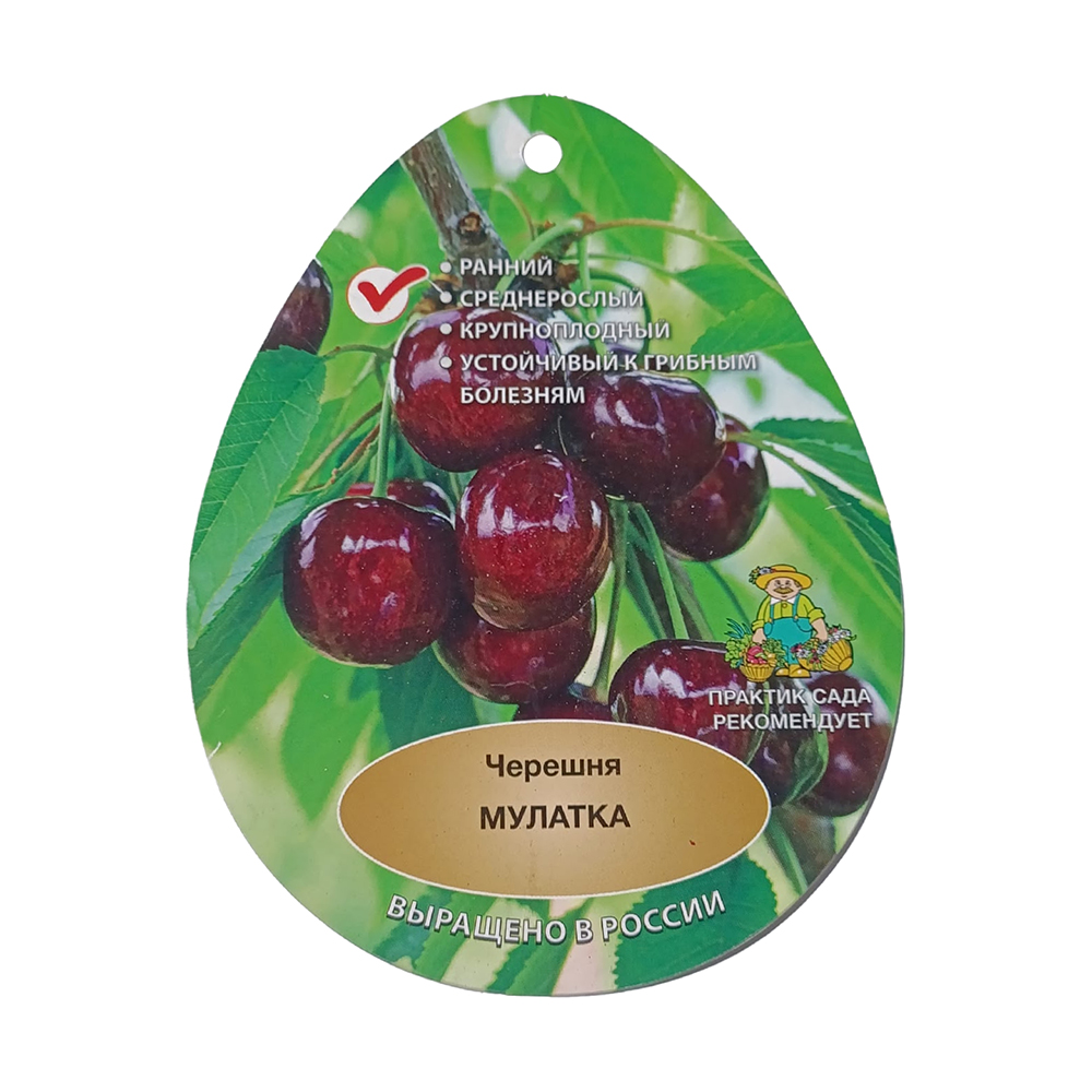 Черешня Мулатка (в сетке) 1шт