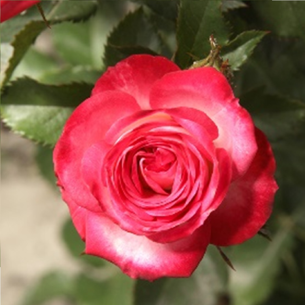 Роза Сафина 1шт спрей /12