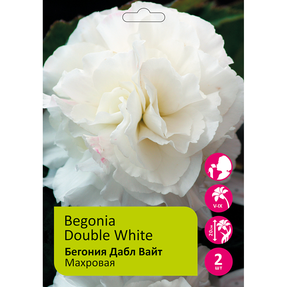 Бегония Дабл Вайт 4/5  2шт/Begonia Double White 