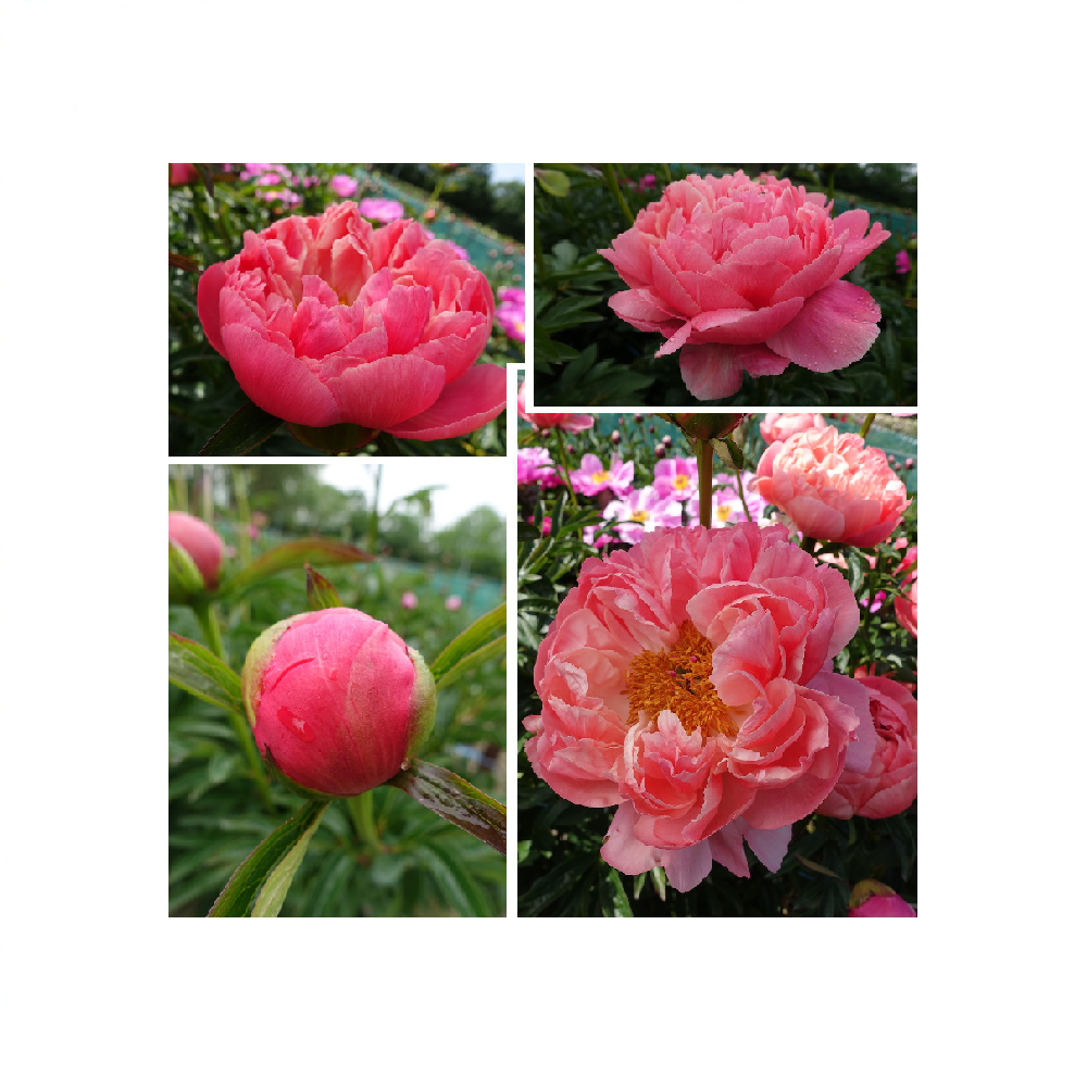 Пион молочноцветковый Корал Чарм 1шт 2/3/ Coral Charm(Shan hu mei li /Шань Ху Мэй Ли)