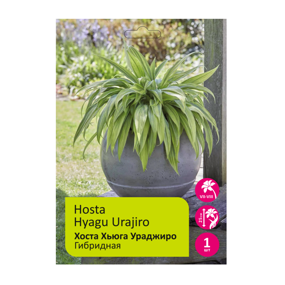 Хоста Хьюга Ураджиро 1шт /Hosta Hyagu Urajiro