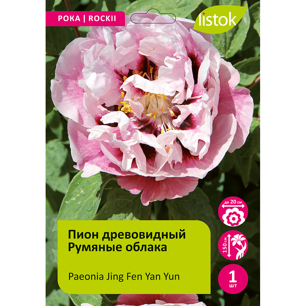 Пион древовидный Румяные облака 1шт/Paeonia Jing Fen Yan Yun (Цзин Фэнь Янь Юнь)