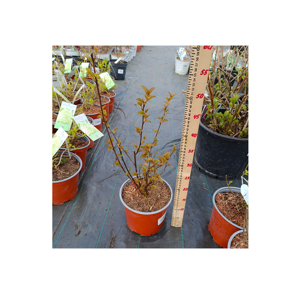 Пузыреплодник калинолистный Леди ин Ред С3 1шт/Physocarpus LADY IN RED