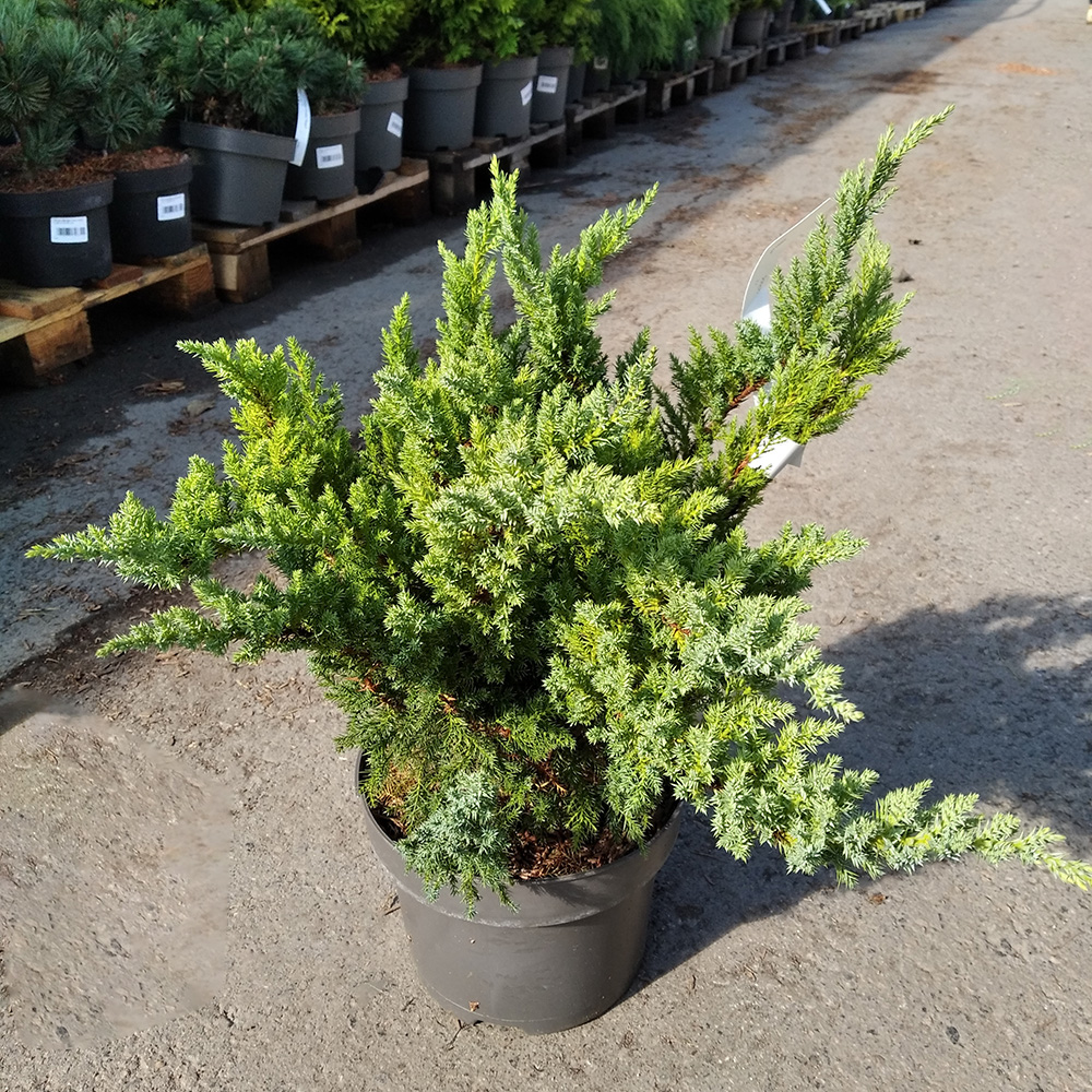 Можжевельник средний Блу Чиффон С5 (высота 25-30см) 1шт/Juniperus pfitzeriana Blue Chiffon