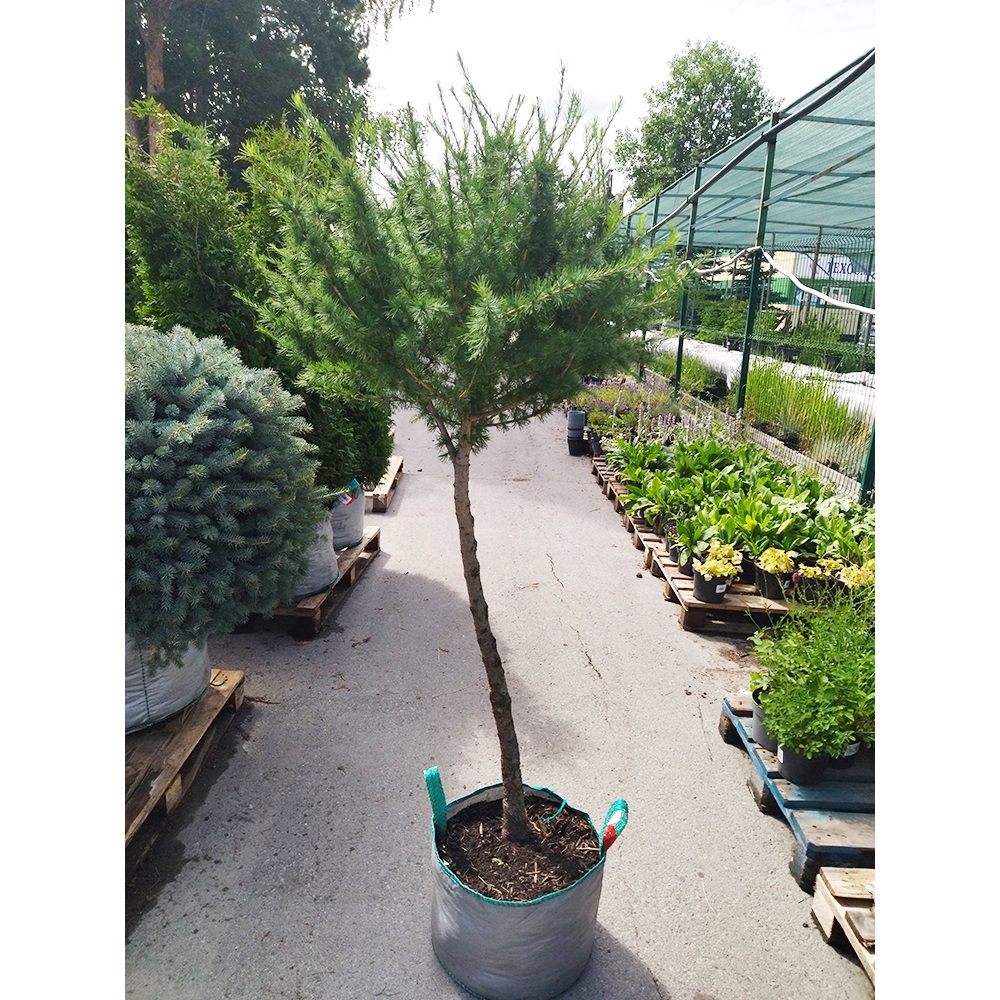 Лиственница сибирская на штамбе 1шт